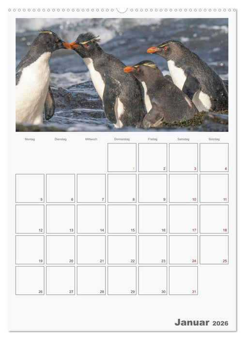 Alltag bei den Pinguinen auf Falkland (CALVENDO Premium Wandkalender 2026)