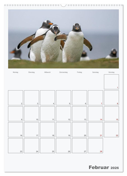 Alltag bei den Pinguinen auf Falkland (CALVENDO Premium Wandkalender 2026)