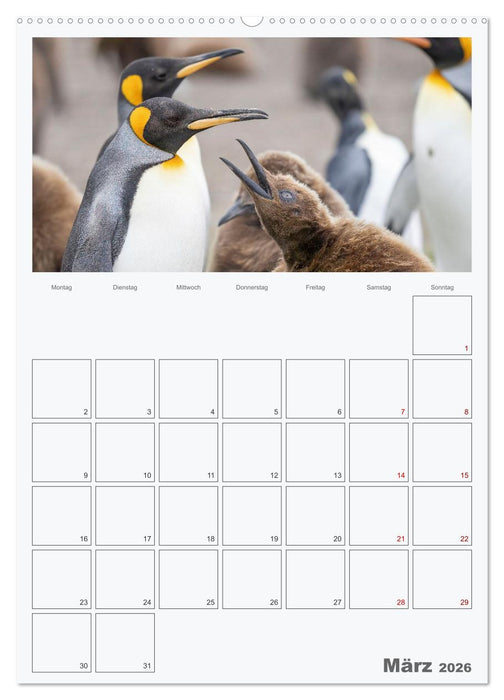 Alltag bei den Pinguinen auf Falkland (CALVENDO Premium Wandkalender 2026)