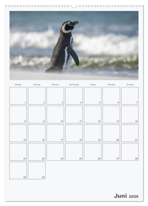 Alltag bei den Pinguinen auf Falkland (CALVENDO Premium Wandkalender 2026)