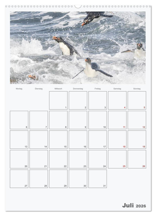Alltag bei den Pinguinen auf Falkland (CALVENDO Premium Wandkalender 2026)