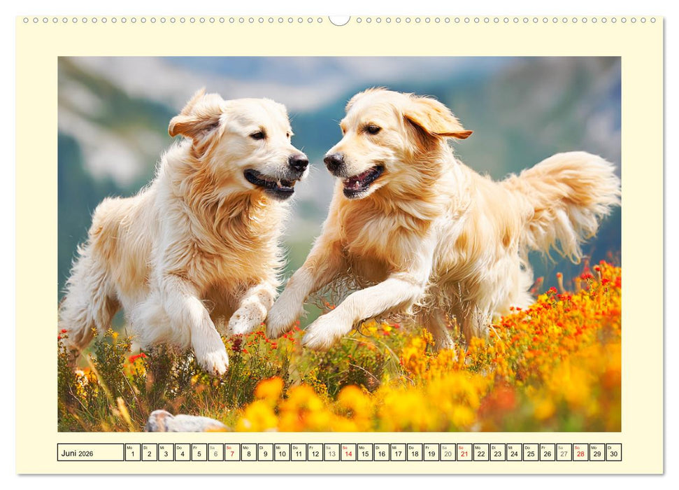 Golden Retriever. Treue Seelenhunde in der Bergwelt (CALVENDO Premium Wandkalender 2026)