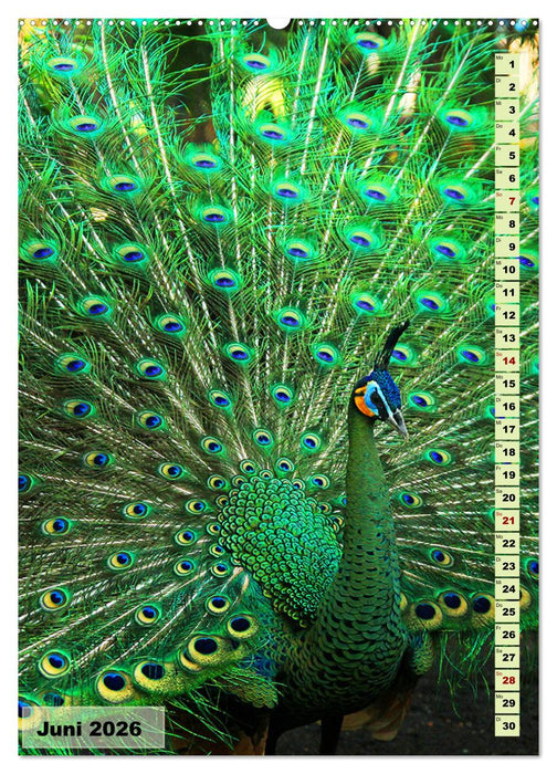 Die buntesten Vögel der Welt (CALVENDO Wandkalender 2026)