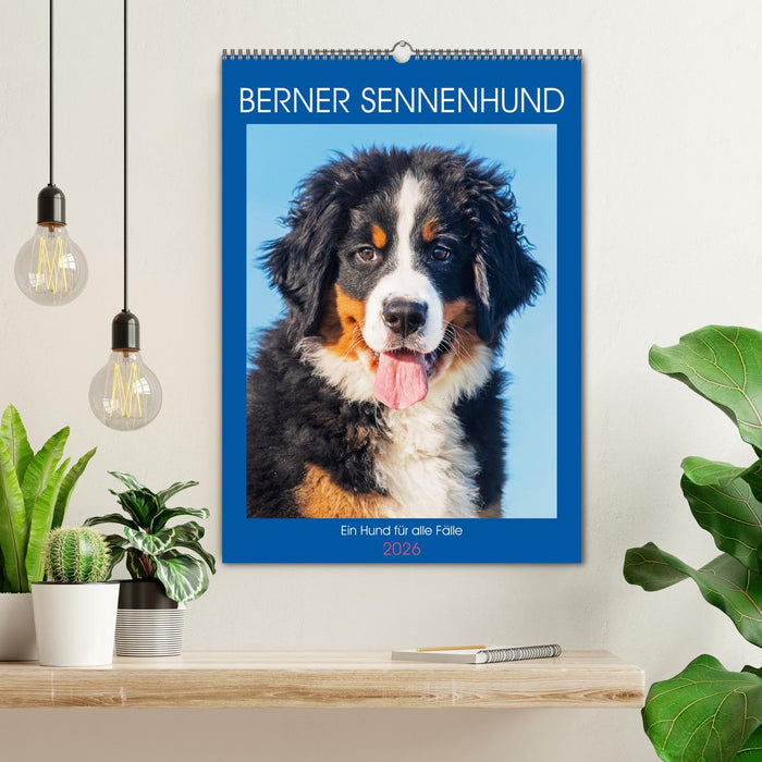Berner Sennenhund - Ein Hund für alle Fälle (CALVENDO Wandkalender 2026)