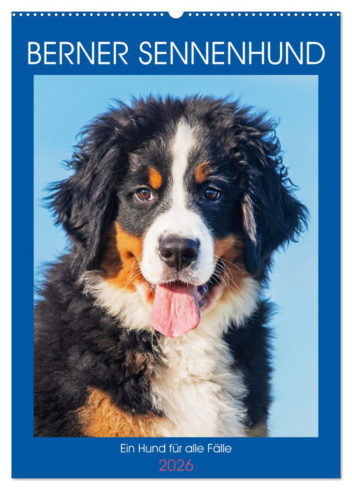Berner Sennenhund - Ein Hund für alle Fälle (CALVENDO Wandkalender 2026)