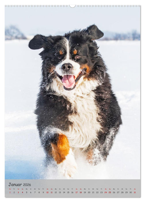 Berner Sennenhund - Ein Hund für alle Fälle (CALVENDO Wandkalender 2026)