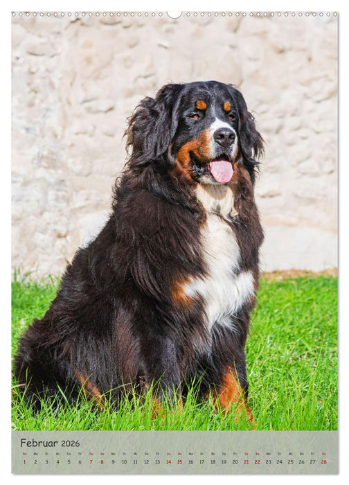 Berner Sennenhund - Ein Hund für alle Fälle (CALVENDO Premium Wandkalender 2026)