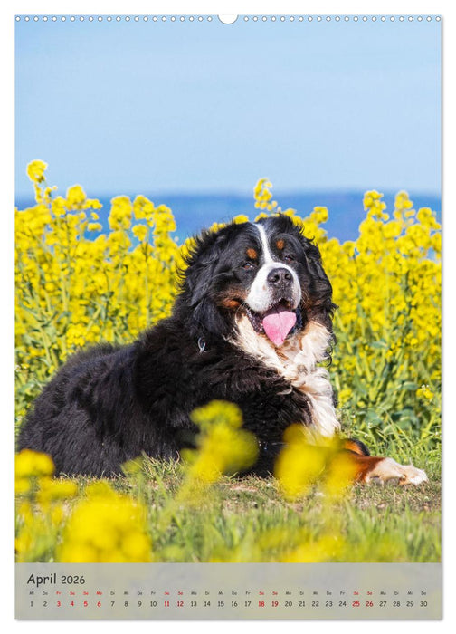 Berner Sennenhund - Ein Hund für alle Fälle (CALVENDO Premium Wandkalender 2026)
