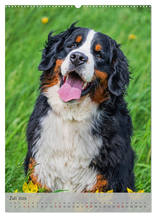 Berner Sennenhund - Ein Hund für alle Fälle (CALVENDO Premium Wandkalender 2026)