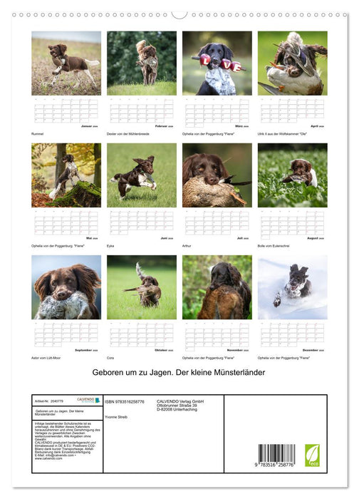 Geboren um zu Jagen. Der kleine Münsterländer (CALVENDO Premium Wandkalender 2026)