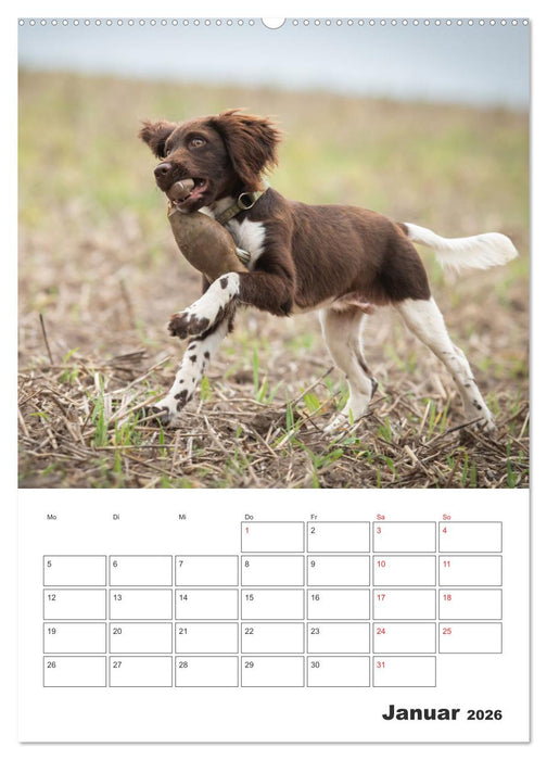 Geboren um zu Jagen. Der kleine Münsterländer (CALVENDO Premium Wandkalender 2026)