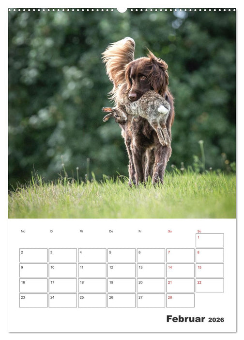 Geboren um zu Jagen. Der kleine Münsterländer (CALVENDO Premium Wandkalender 2026)