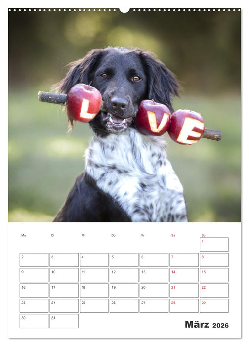Geboren um zu Jagen. Der kleine Münsterländer (CALVENDO Premium Wandkalender 2026)