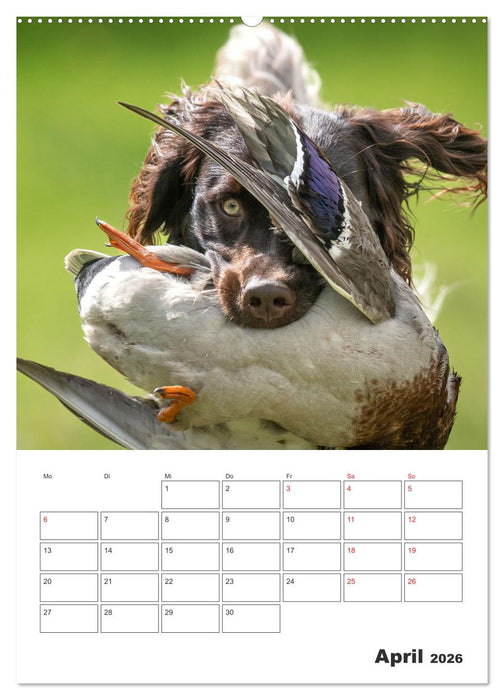 Geboren um zu Jagen. Der kleine Münsterländer (CALVENDO Premium Wandkalender 2026)