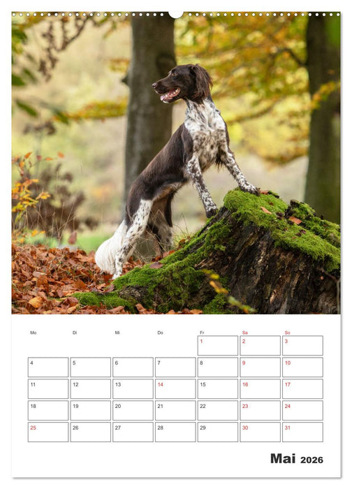 Geboren um zu Jagen. Der kleine Münsterländer (CALVENDO Premium Wandkalender 2026)
