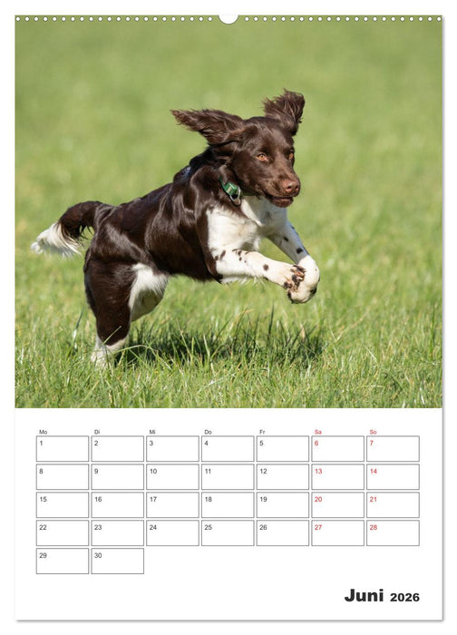 Geboren um zu Jagen. Der kleine Münsterländer (CALVENDO Premium Wandkalender 2026)