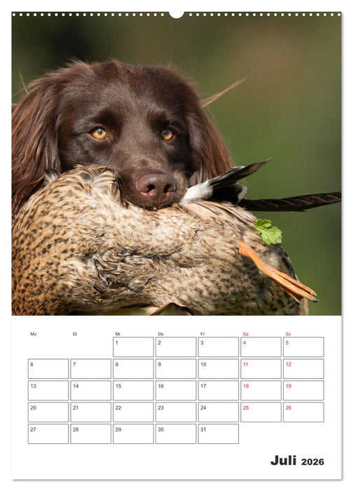 Geboren um zu Jagen. Der kleine Münsterländer (CALVENDO Premium Wandkalender 2026)