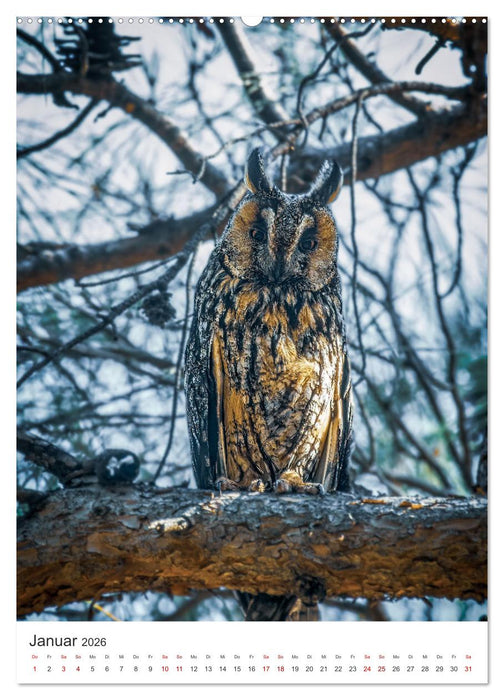 Ein Eulenleben, Unsere schwer fassbaren Nachbarn (CALVENDO Wandkalender 2026)