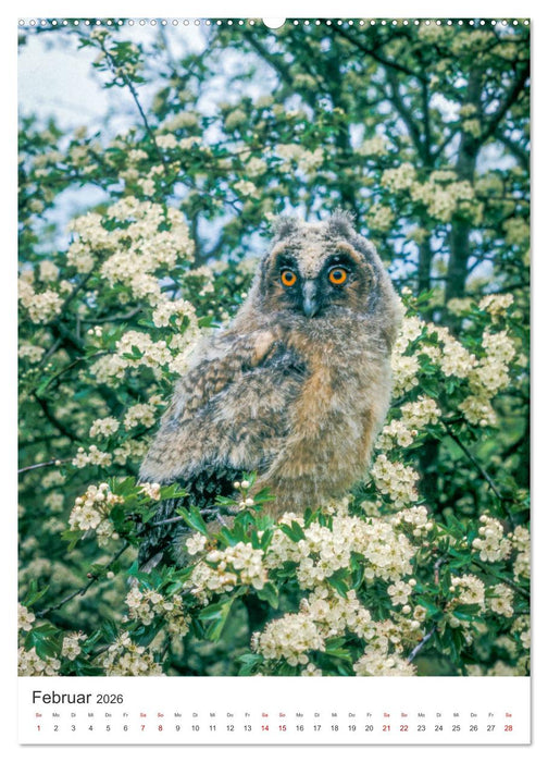 Ein Eulenleben, Unsere schwer fassbaren Nachbarn (CALVENDO Wandkalender 2026)