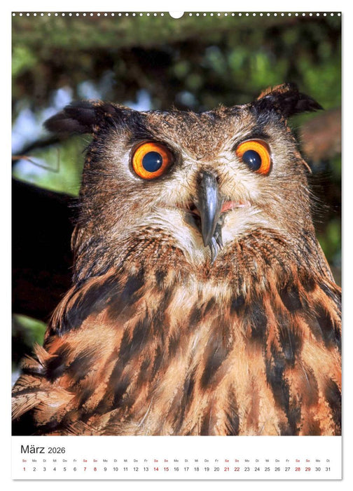Ein Eulenleben, Unsere schwer fassbaren Nachbarn (CALVENDO Wandkalender 2026)