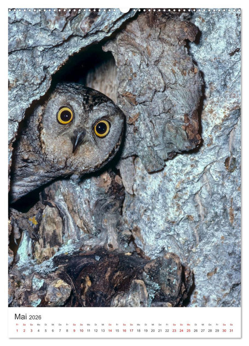 Ein Eulenleben, Unsere schwer fassbaren Nachbarn (CALVENDO Wandkalender 2026)