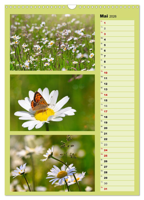 Farbenzauber, bunte Wiesen und bunte Falter (CALVENDO Wandkalender 2026)