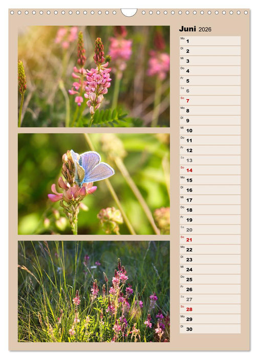 Farbenzauber, bunte Wiesen und bunte Falter (CALVENDO Wandkalender 2026)
