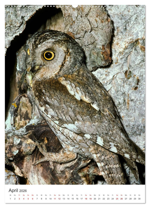 Ein Eulenleben, Unsere schwer fassbaren Nachbarn (CALVENDO Premium Wandkalender 2026)