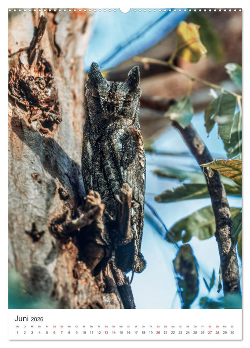 Ein Eulenleben, Unsere schwer fassbaren Nachbarn (CALVENDO Premium Wandkalender 2026)