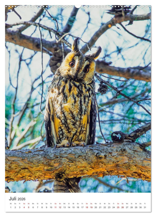 Ein Eulenleben, Unsere schwer fassbaren Nachbarn (CALVENDO Premium Wandkalender 2026)