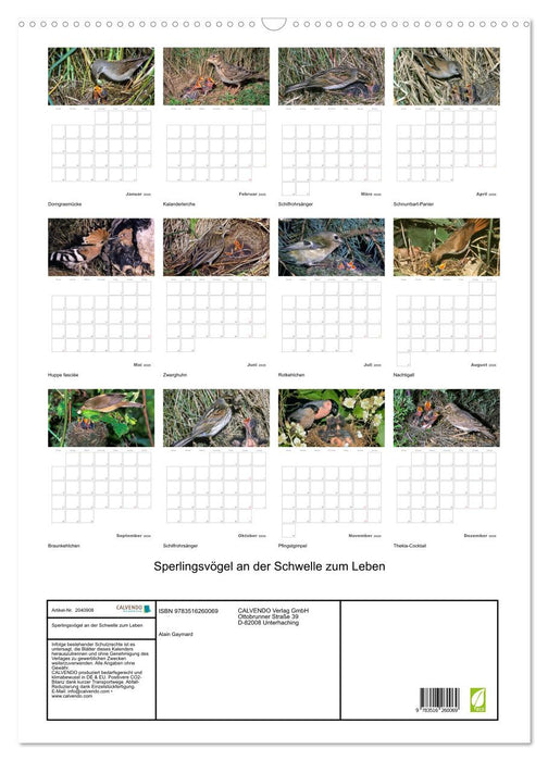 Sperlingsvögel an der Schwelle zum Leben (CALVENDO Wandkalender 2026)