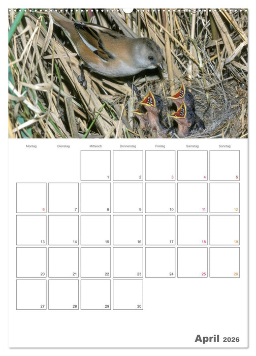 Sperlingsvögel an der Schwelle zum Leben (CALVENDO Wandkalender 2026)