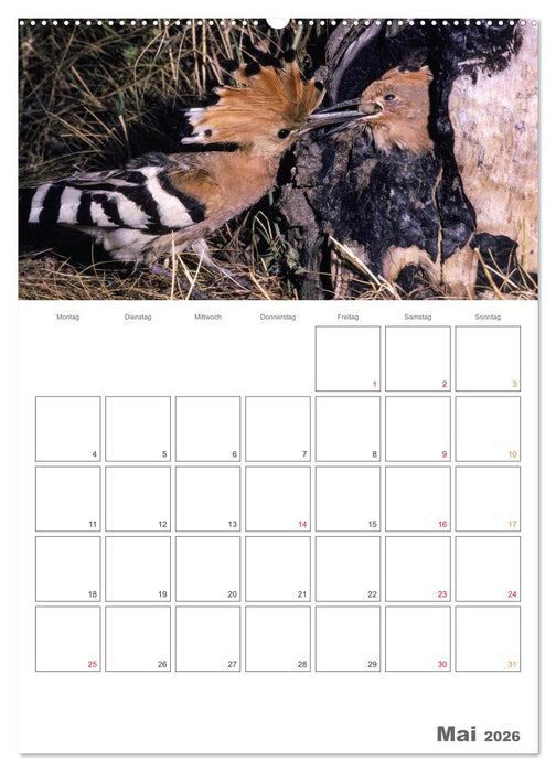 Sperlingsvögel an der Schwelle zum Leben (CALVENDO Wandkalender 2026)
