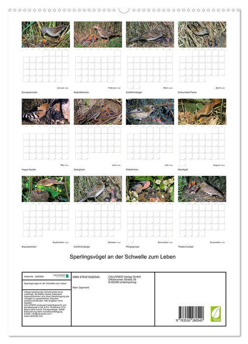 Sperlingsvögel an der Schwelle zum Leben (CALVENDO Premium Wandkalender 2026)
