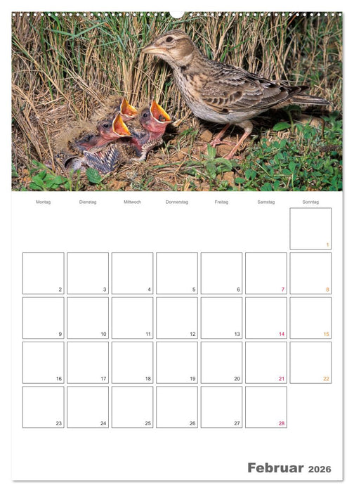 Sperlingsvögel an der Schwelle zum Leben (CALVENDO Premium Wandkalender 2026)
