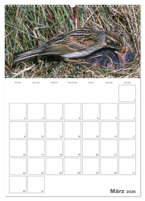 Sperlingsvögel an der Schwelle zum Leben (CALVENDO Premium Wandkalender 2026)