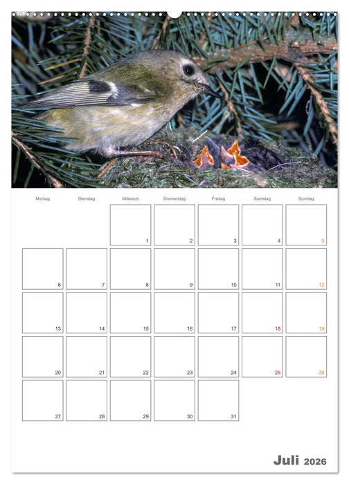 Sperlingsvögel an der Schwelle zum Leben (CALVENDO Premium Wandkalender 2026)