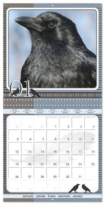 Crows. Portraits of Intelligence. Cleverly scheduled. (CALVENDO Monthly Calendar 2026)