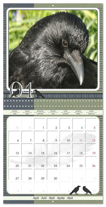 Crows. Portraits of Intelligence. Cleverly scheduled. (CALVENDO Monthly Calendar 2026)
