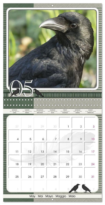 Crows. Portraits of Intelligence. Cleverly scheduled. (CALVENDO Monthly Calendar 2026)