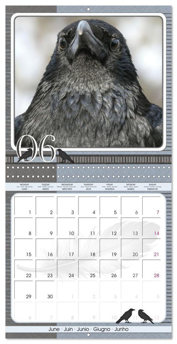 Crows. Portraits of Intelligence. Cleverly scheduled. (CALVENDO Monthly Calendar 2026)
