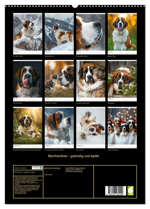 Bernhardiner - gutmütig und tapfer (CALVENDO Premium Wandkalender 2026)