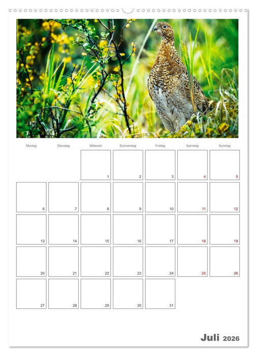 Französische Alpen, auf den Pfaden des Murmeltiers (CALVENDO Premium Wandkalender 2026)