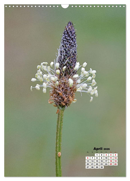 Spaß mit bunten Blümchen (CALVENDO Wandkalender 2026)