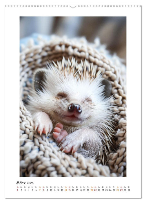 Lustige kleine Igel (CALVENDO Wandkalender 2026)