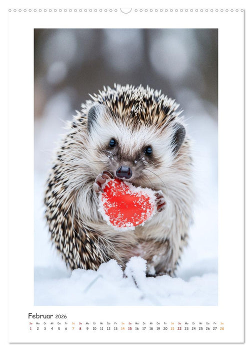 Lustige kleine Igel (CALVENDO Premium Wandkalender 2026)