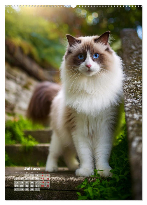 Pfotenabenteuer - Ragdolls in der Natur (CALVENDO Premium Wandkalender 2026)