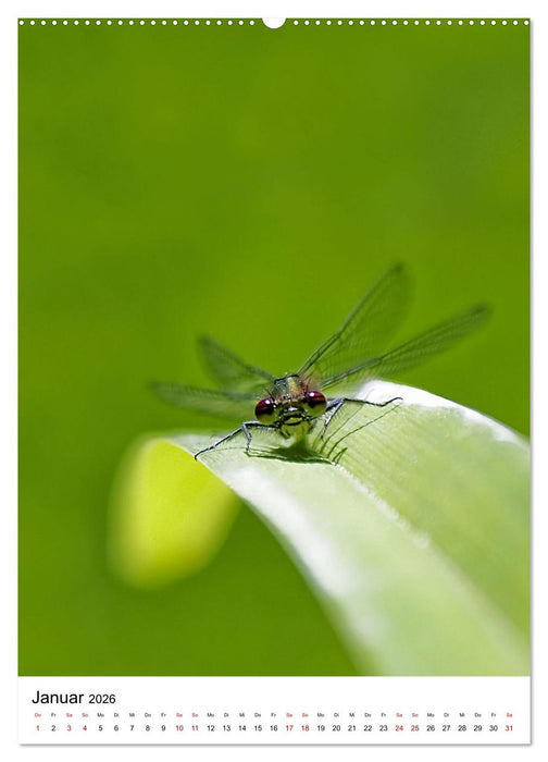 LibellenLiebe - Schau mir in die Augen, Kleines! (CALVENDO Wandkalender 2026)