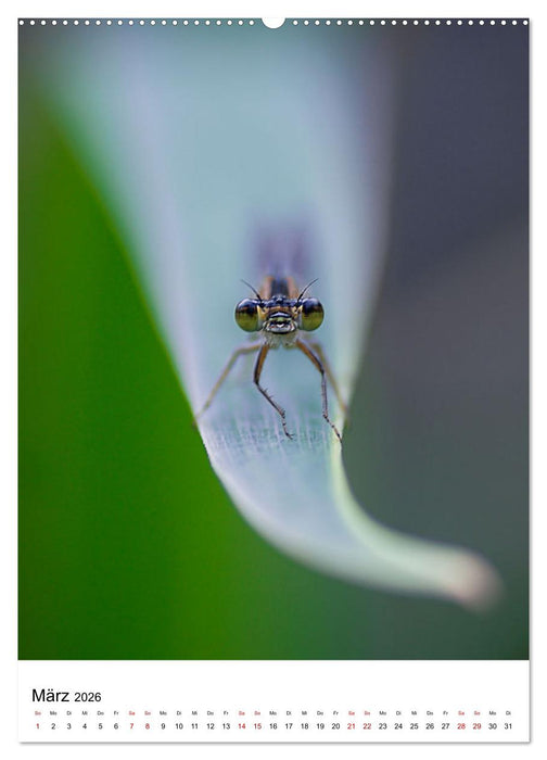 LibellenLiebe - Schau mir in die Augen, Kleines! (CALVENDO Wandkalender 2026)
