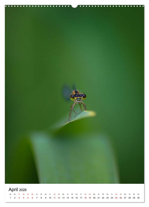 LibellenLiebe - Schau mir in die Augen, Kleines! (CALVENDO Wandkalender 2026)